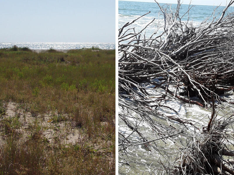 Hog Island, part of the Virginia Coast Reserve site, in 2004 (left) and 2020 (right). It has transitioned from new grass to shrub and has since started to erode, which is altering the island's response to sea-level rise. (Photos courtesy of Julie Zinnert, Ph.D.)