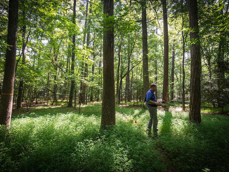 Man walks among tall forest trees