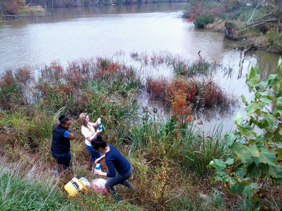 VCU undergraduate students from the fall semester sampling the tidal freshwater wetland at the VCU Rice Center. The tidal freshwater wetland served as a natural system proxy to compare to mesocosms and to make conclusions to see if the mesocosms acted similar or different to a natural system. Image Courtesy of Lindsey Koren/VCU.