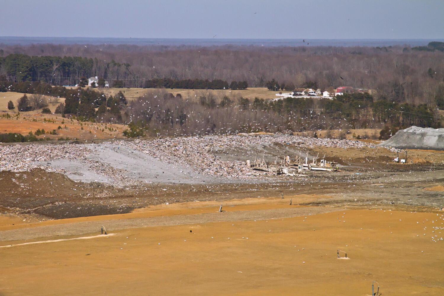 Eagles, gulls and other scavenger birds flock to a Chesapeake Bay-area landfill for mealtime.