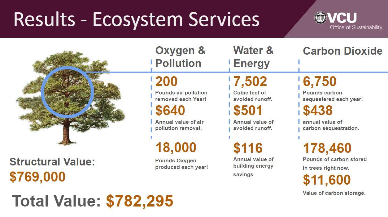 Graphic reading: "Results - ecosystem services" "VCU Office of Sustainability" "Oxygen & Pollution 200 pounds air pollution removed each year! $640 annual value of air pollution removal 18,000 pounds oxygen produced each year" "Water & Energy 7,502 cubic feet of avoided runoff %501 annual value of avoided runoff $166 annual value of building energy savings" "Carbon dioxide 6,750 pounds carbon sequestered each year! $438 annual value of carbon sequestration 178,460 pounds of carbon stored in trees right now $11,600 value of carbon storage" "Structural value $769,000 Total Value $782,295"