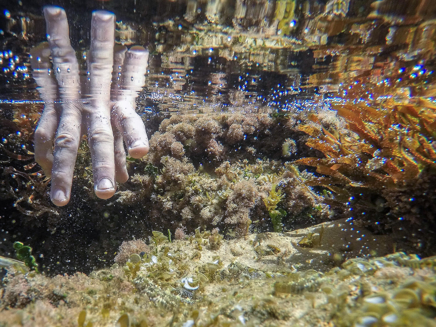 Curious hands reach into an intertidal pool at Bhanga Nek Beach.
<br>Photo by James Vonesh.