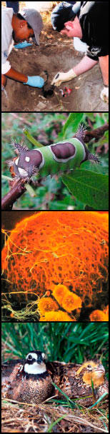 Photo courtesy of VCU Life Sciences