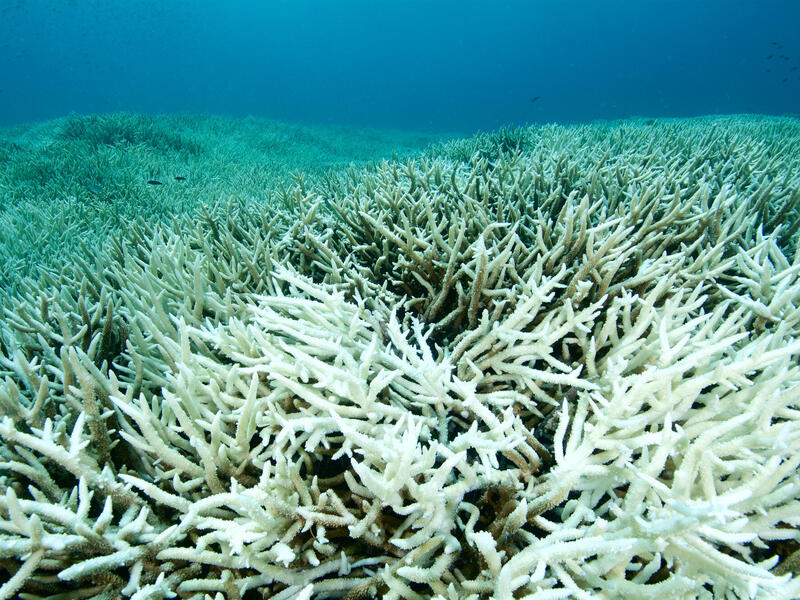 bleached coral