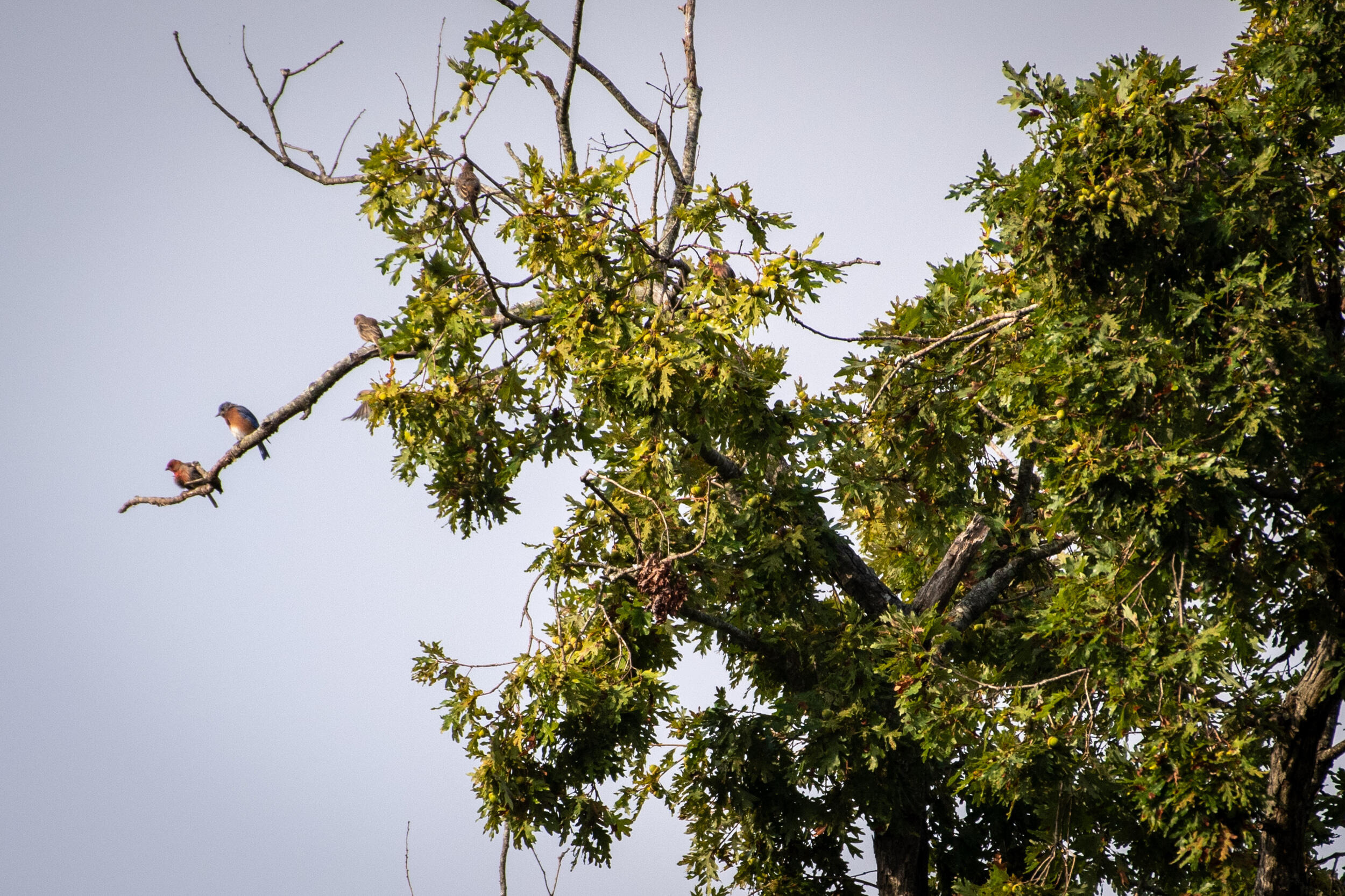 A photo of a tree. To the left, one of the branches is sticking out and three birds are sitting on it. 