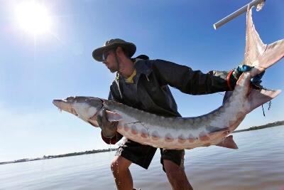 Matt Balazik, VCU Rice Center researcher, handles an Atlantic sturgeon on the James River.