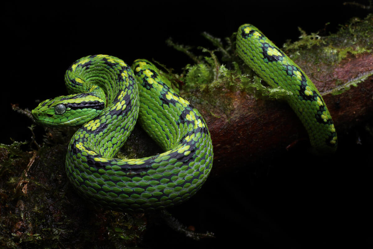 A photo of a green stnake on a mossy tree branch. 