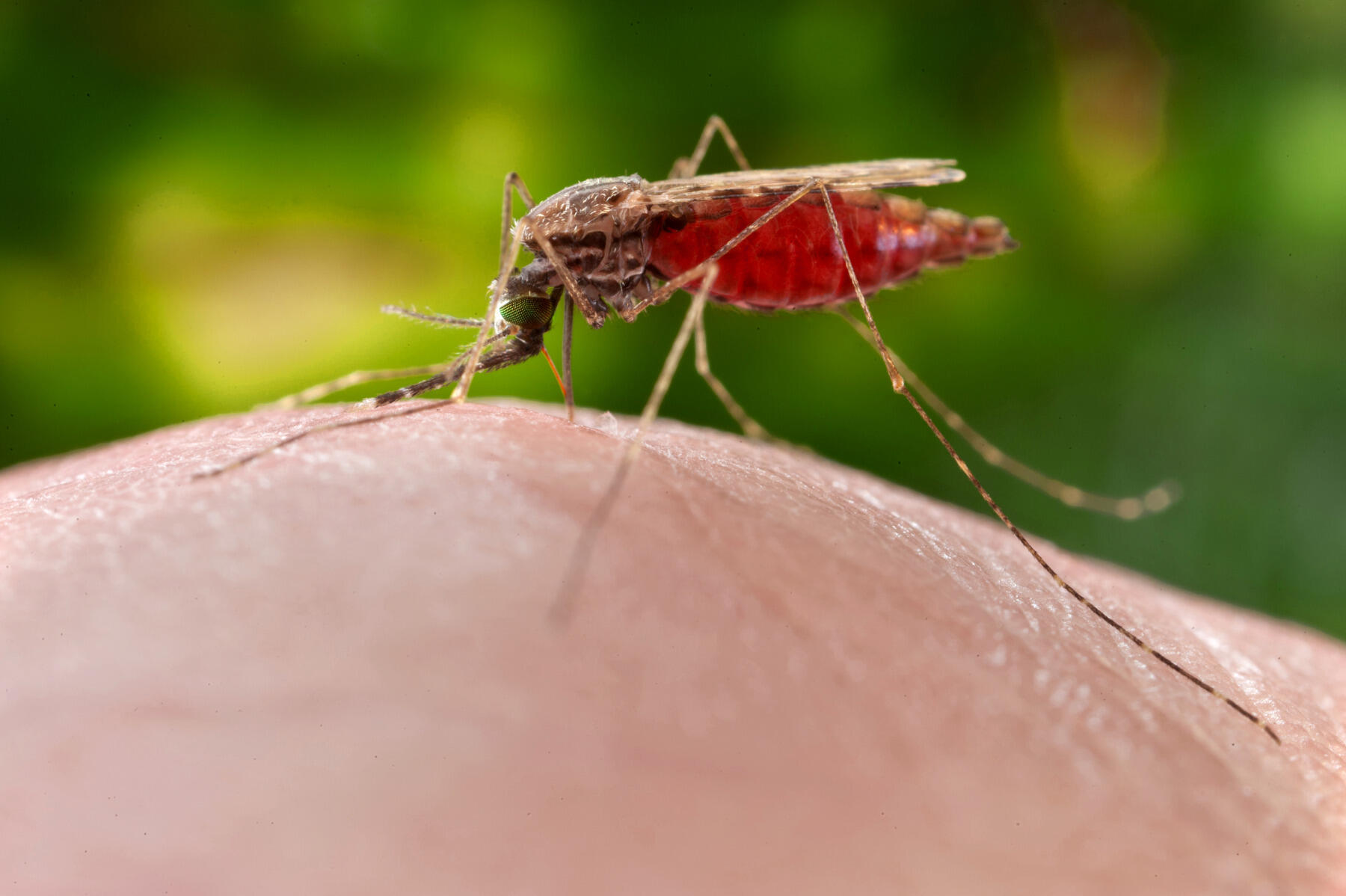 A mosquito bites.
<br>Centers for Disease Control and Prevention/James Gathany