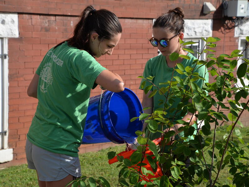Interns Diana Kessler, left, and Catherine McGuigan fill the “Gatorbag” of a Kinney St. tree in Richmond's Carver neighborhood. (Photo by Christopher Katella, University Public Affairs)