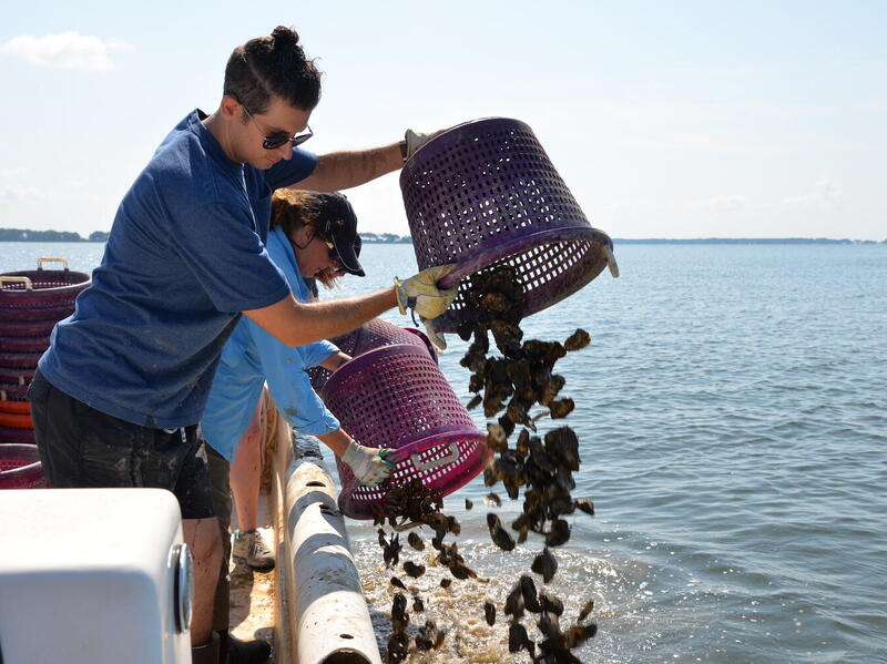 Over the years, the Virginia Oyster Shell Recycling Program has planted 30 million oysters, helping to filter billions of gallons of water. (File photo)