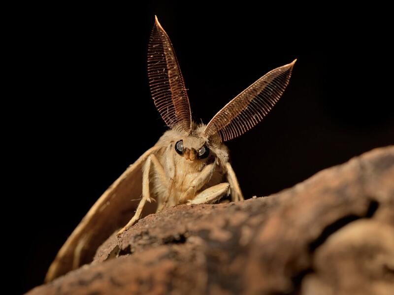 A VCU-led study of gypsy moths and temperature received a Royal Entomological Society Award for Best Paper Published in 2017/18 in the journal Physiological Entomology. (Getty Images)