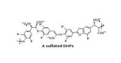 The structure of a typical sulfated DHP. Images courtesy of Umesh R. Desai, Ph.D./VCU.