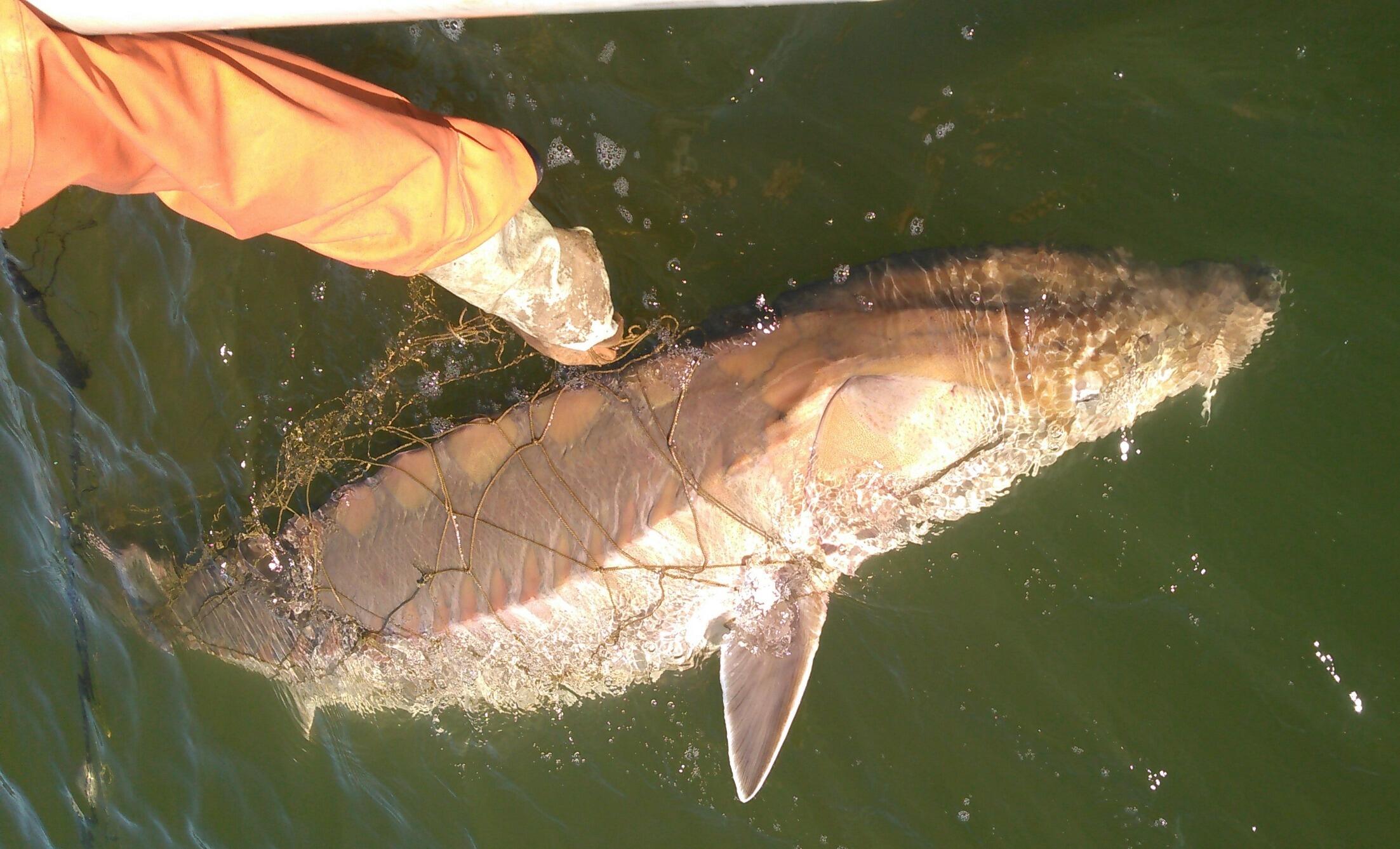 A sturgeon fish in the water