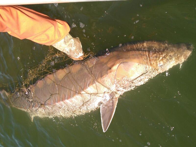 This sturgeon tagged with No. 16713 traveled 922 kilometers during last fall's spawning season. She was tagged in November 2017. (Photo courtesy of Matthew Balazik, Ph.D.)