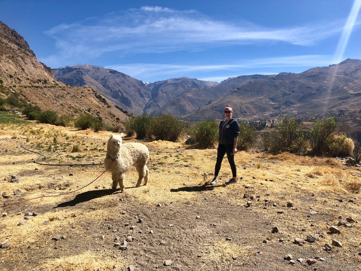 Student stands next to Llama in Peru. 