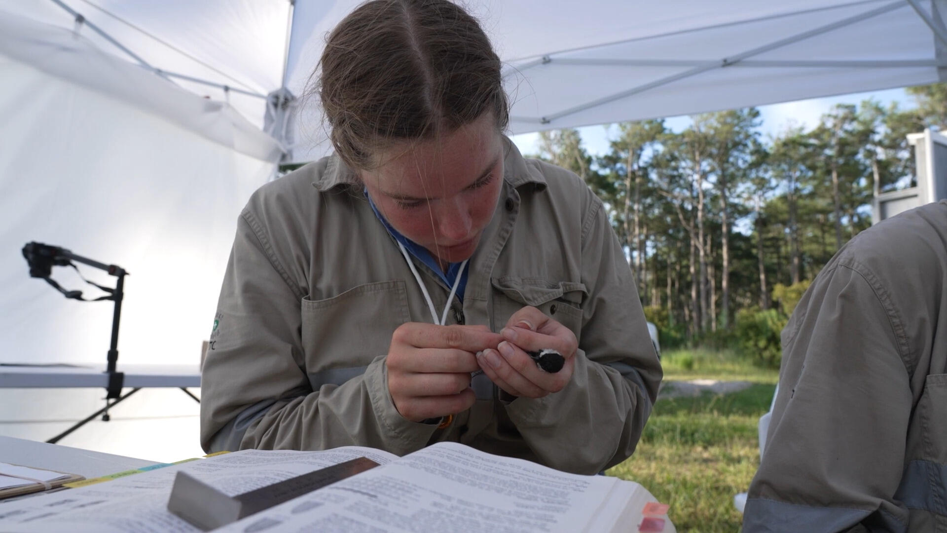 A photo of a woman sitting at a table under a tent in a field. There are books on the table. The woman is holding a small bird with a black head. 