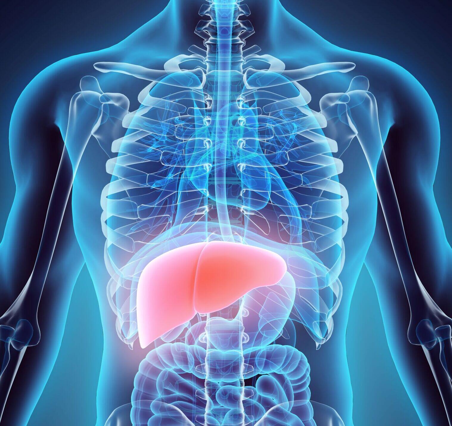 A depiction of a liver's place in the human body.