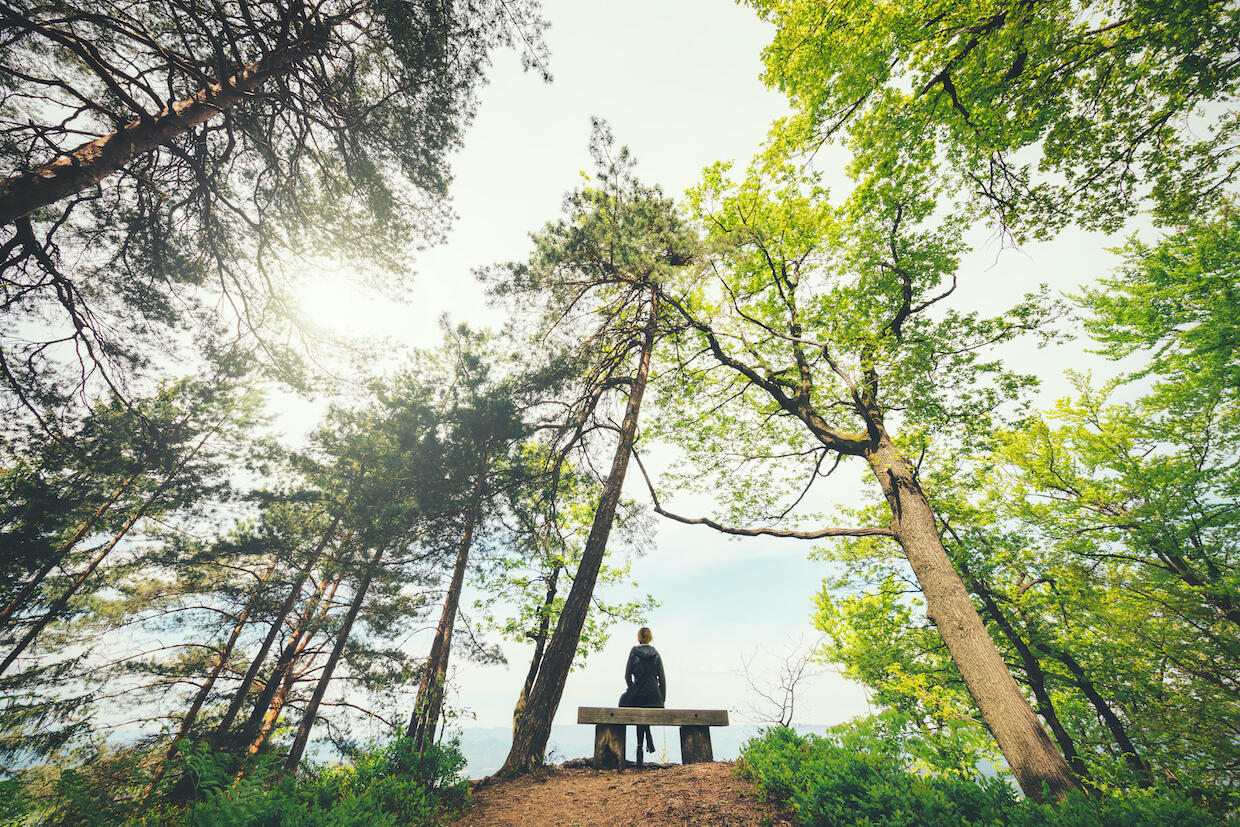 A person sits on a bench in the forest and looks up at the trees