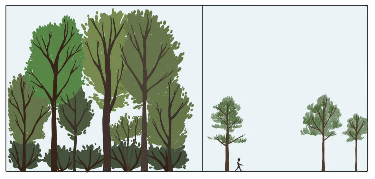 Illustration compares a complex forest to a simple forest. 