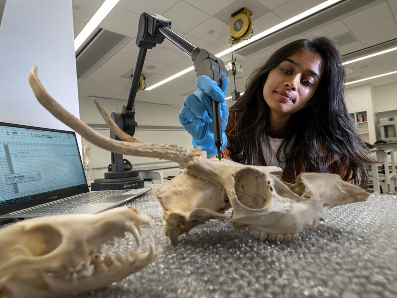 Sophomore Charmi Patel, shown here scanning replicas in a classroom inside VCU’s STEM Building, researched bone pathology in nonhuman primates with guidance from mentor Marie Vergamini. (Kevin Morley, VCU Enterprise Marketing and Communications)