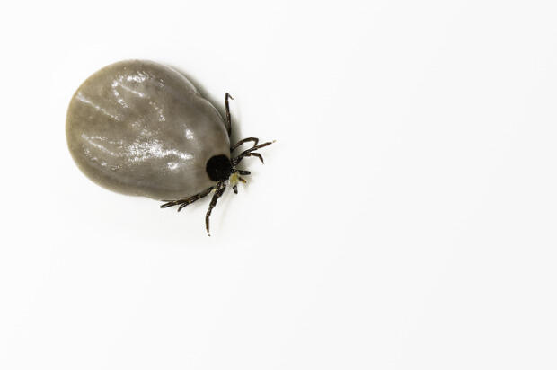 The Ixodes scapularis tick (deer tick) is a known Lyme disease vector. 