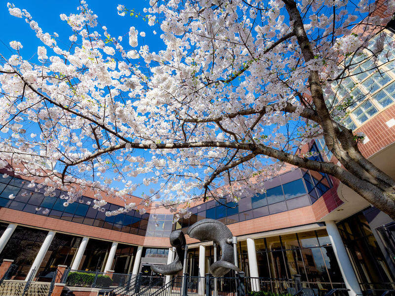 A blooming cherry blossom tree in the University Student Commons. Behind it is a ram horns statue and the student commons building.