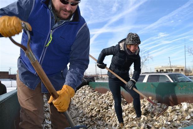 A volunteer shovels oysters collected through the VCU Rice Rivers Center Virginia Oyster Shell Recycling Program. 