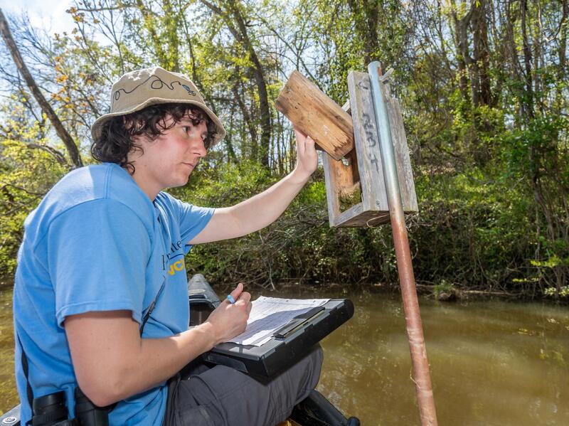 Juniper Peterson checks one of dozens of birdhouses along the James River where he is tracking how much time prothonotary warblers spend sitting on their eggs. (Allen Jones, Enterprise Marketing and Communications)