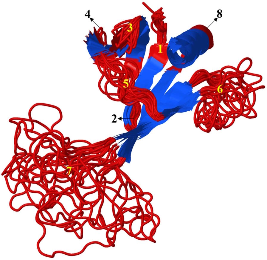 A protein with disordered regions shown in red and numbered. The disordered regions are far more flexible than the blue, structured regions. 