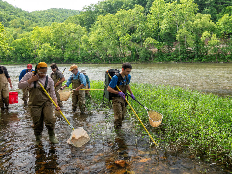 Students wade near the bank of a river and fish with nets.