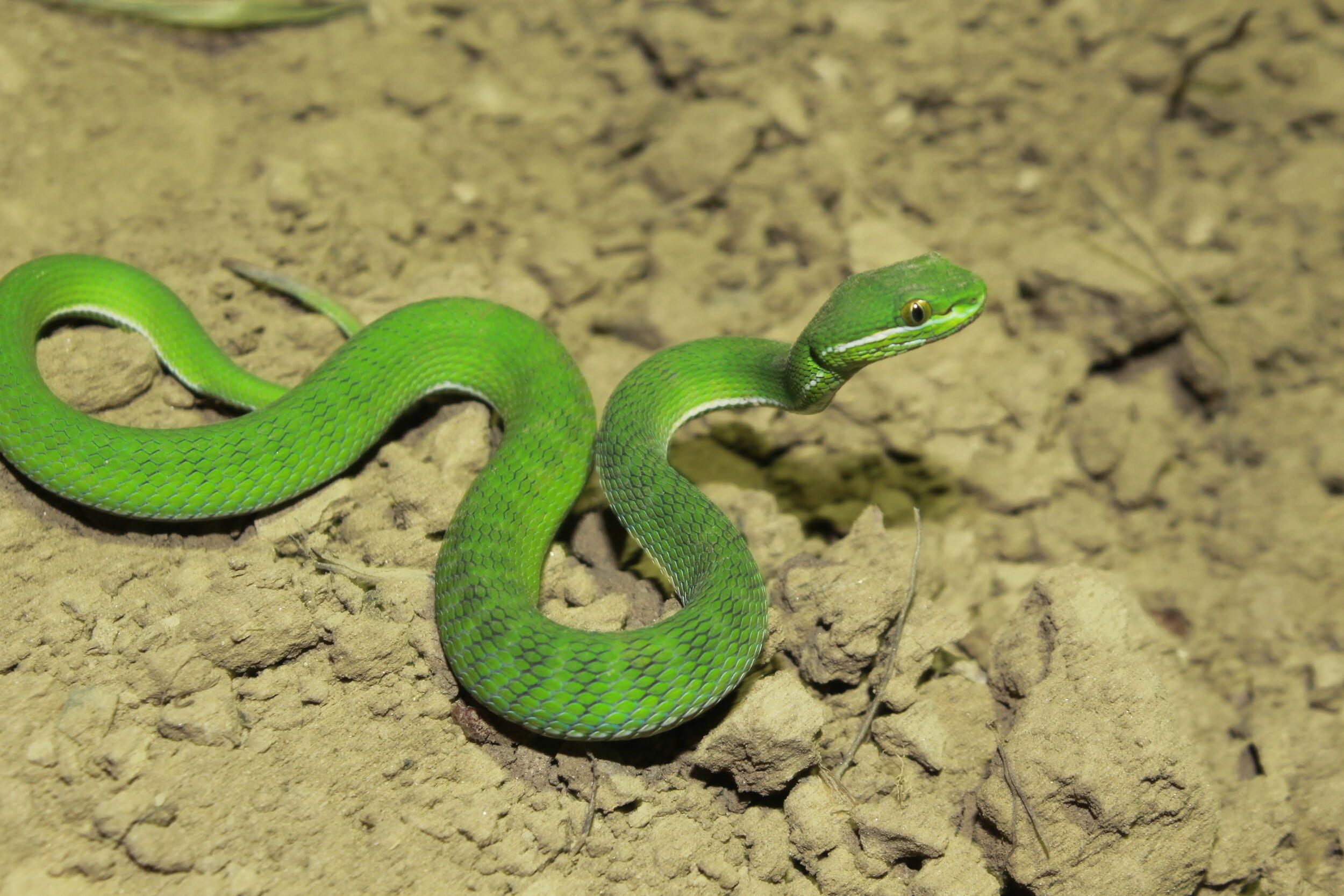 A photo of a green snake. 