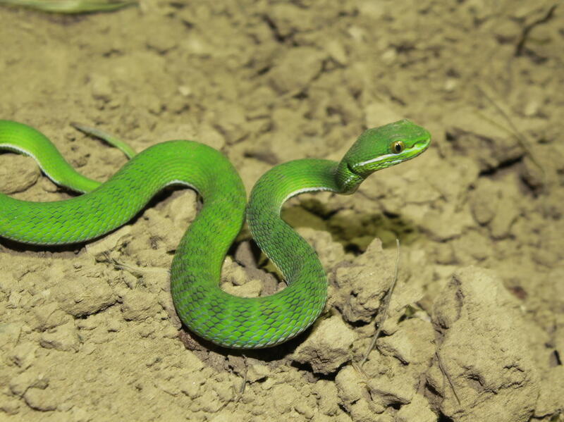 The newly identified Trimeresurus uetzi is named after VCU professor Peter Uetzi, PhD., who created the Reptile Database. (Photo by May thu Chit, contributed by Tan Nguyen)