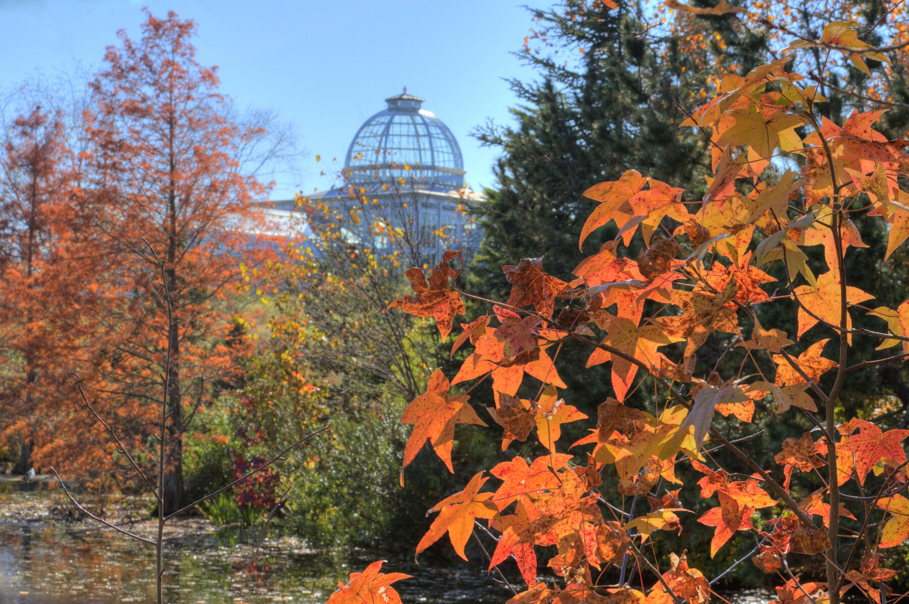 Outdoors scene showing trees turning yellow and orange, with a garden conservatory in background.