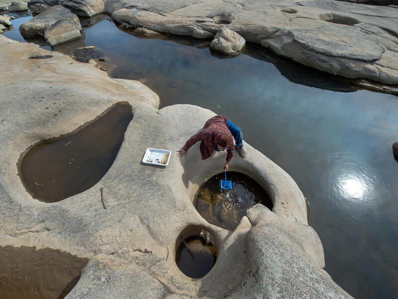Jennoa Fleming, a senior environmental studies major at VCU, researches the James River rock pools, focusing on a small aquatic snail. (Kevin Morley, Enterprise Marketing and Communications)