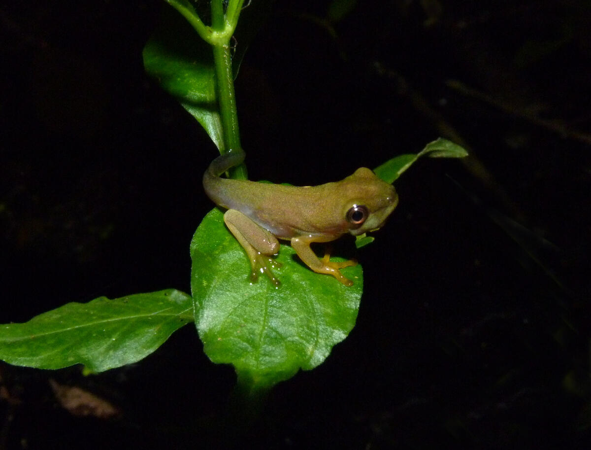 Photo credit : Prof. Karen Warkentin, Boston University. A red-eyed treefrog tadpole.