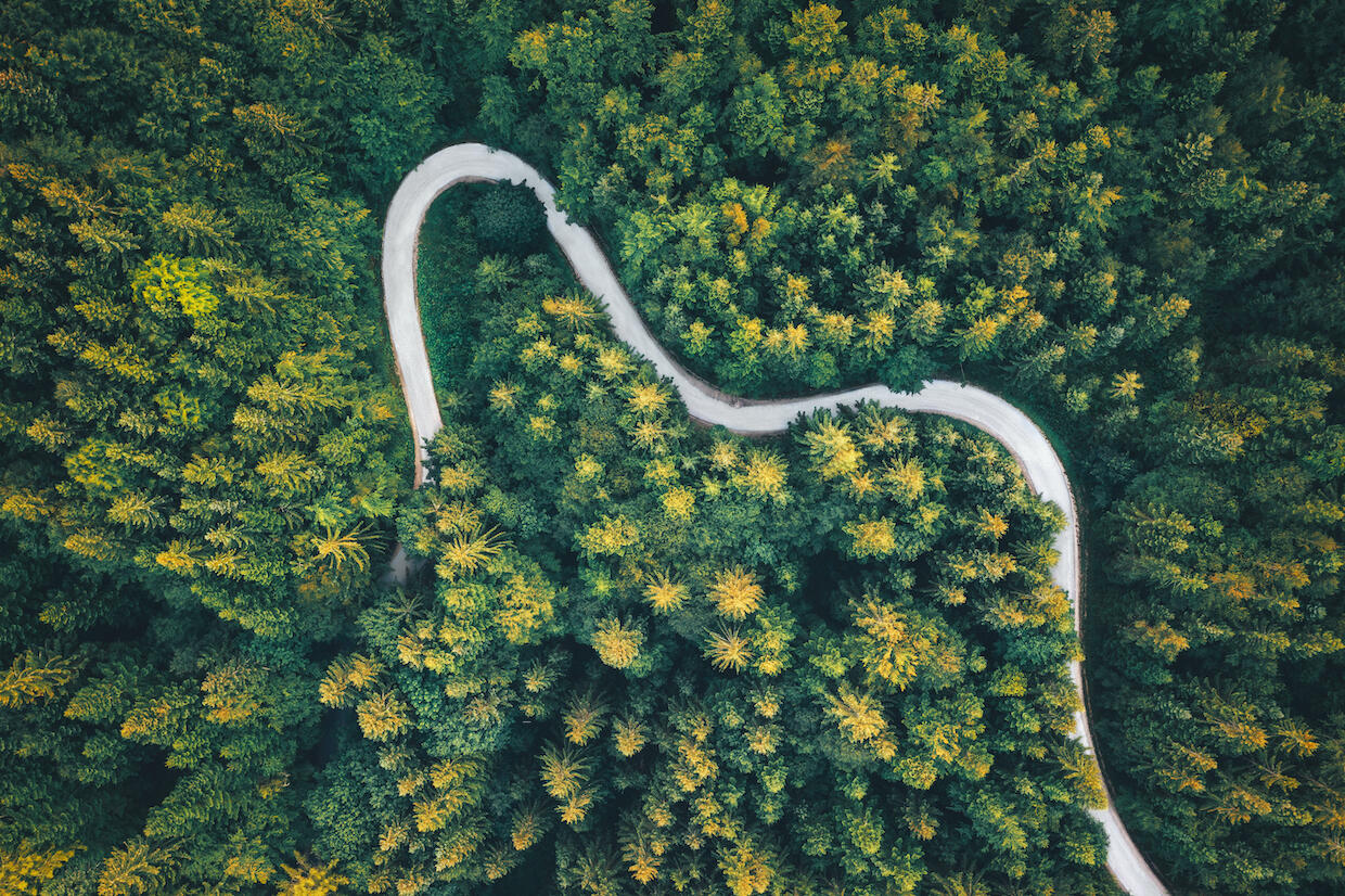 A forest of trees and a road as viewed from above.