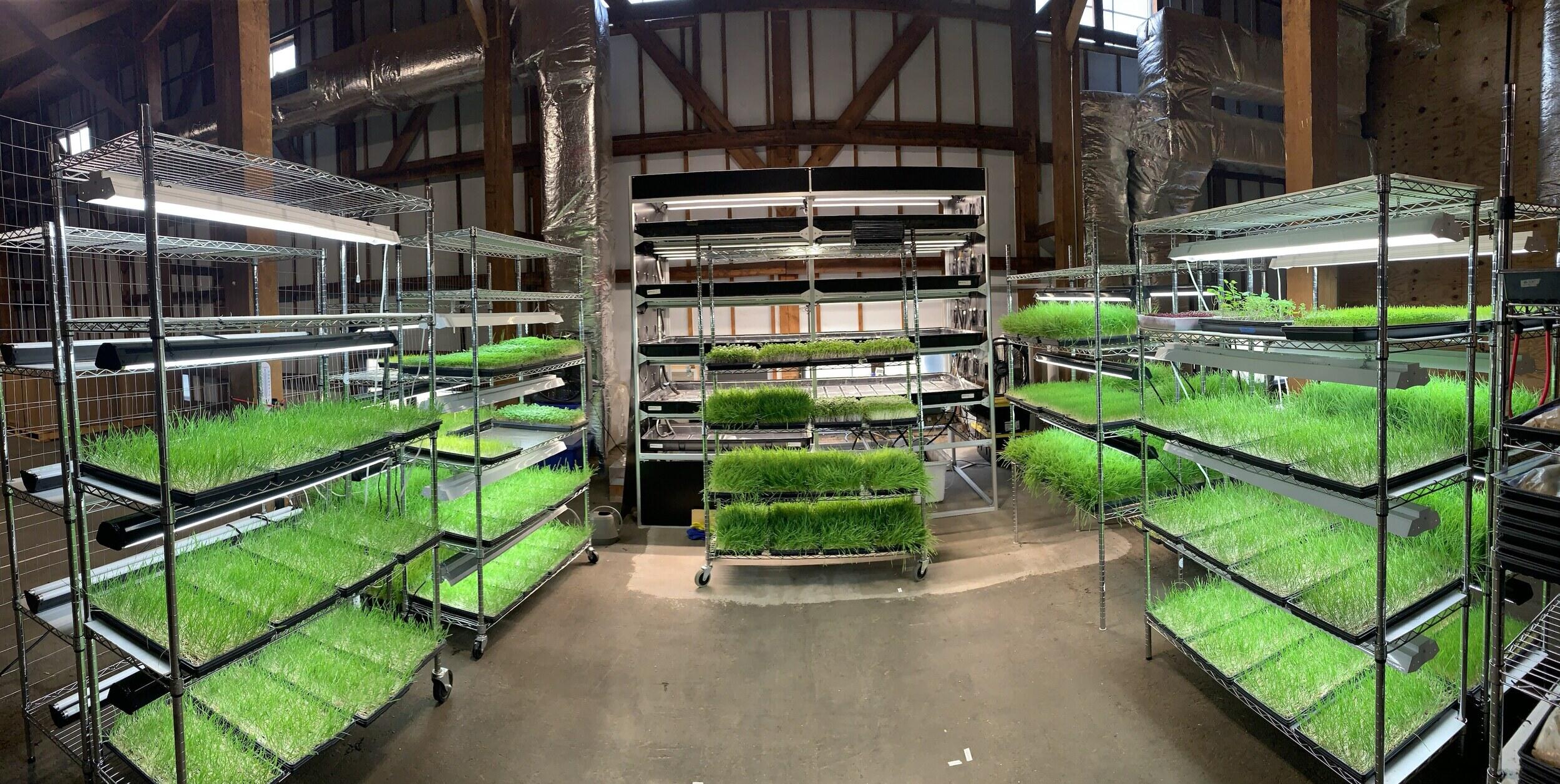 A room with a microgreen growing setup.
