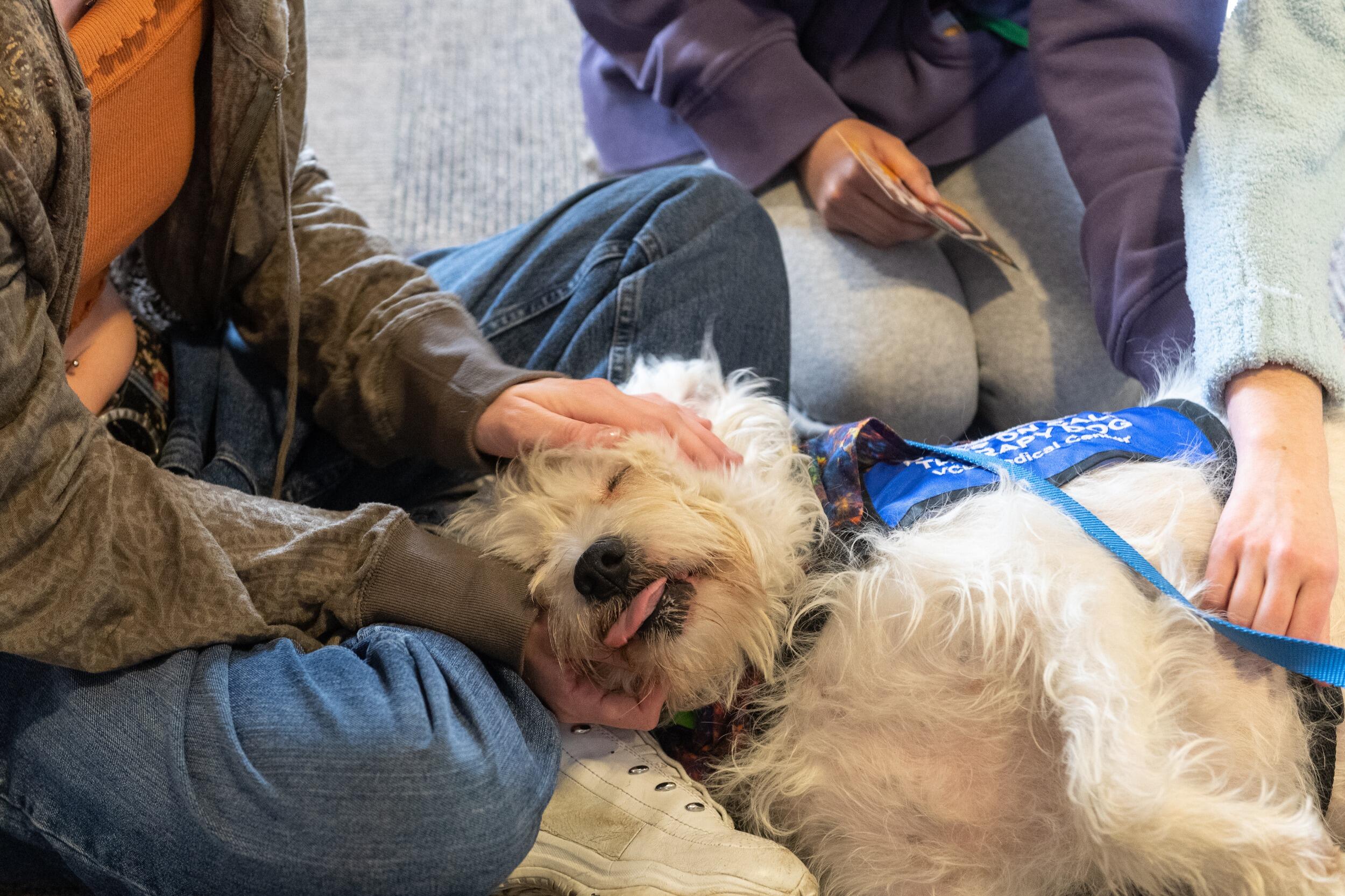 A therapy dog being petted.