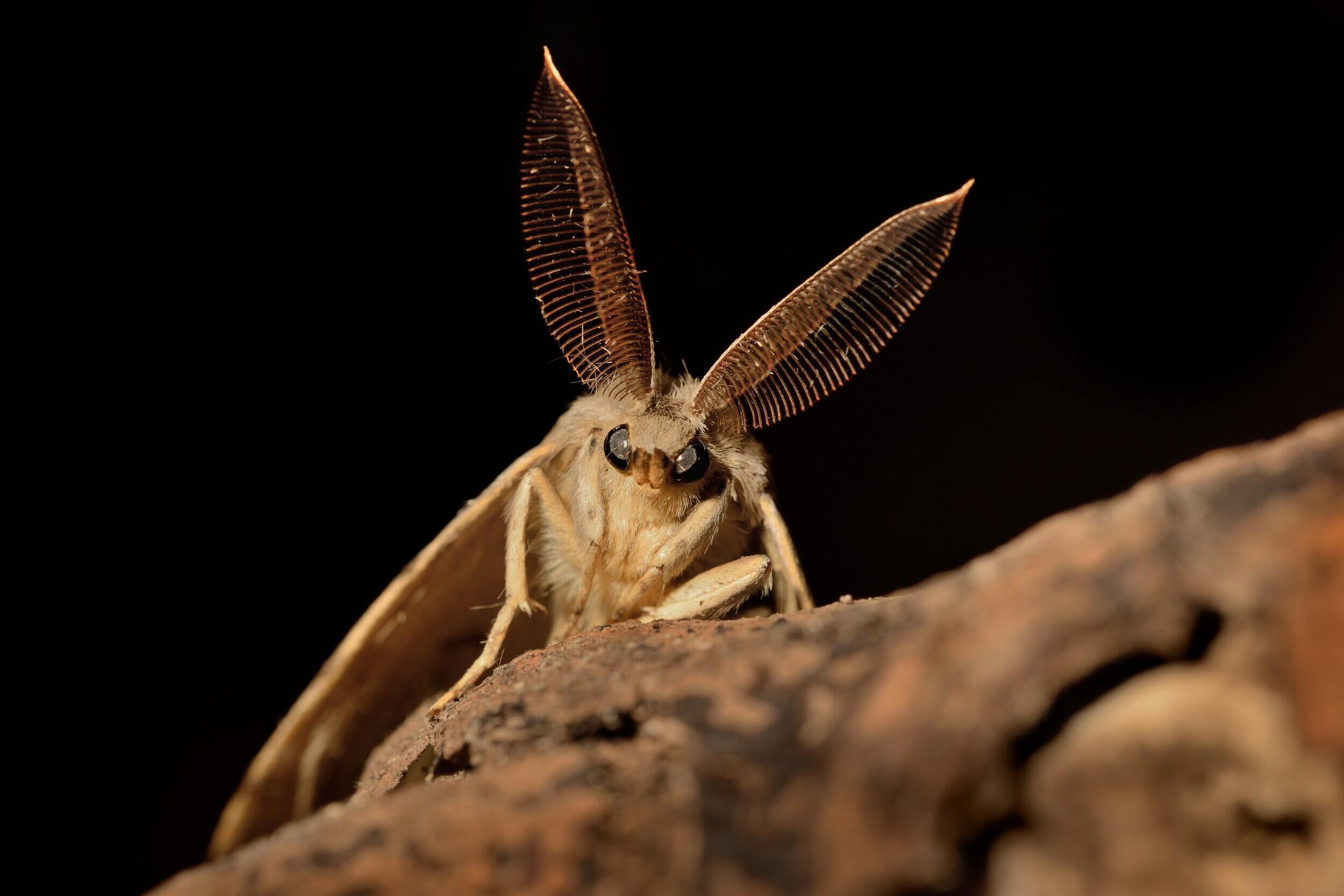 A gypsy moth.