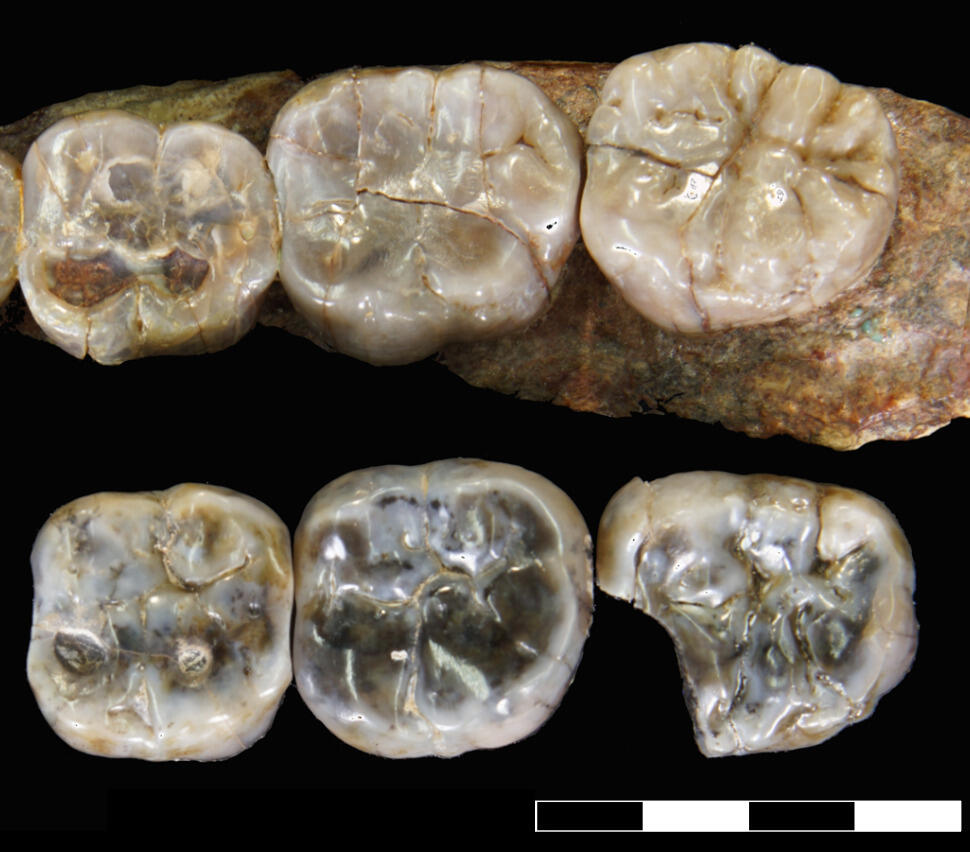 A photo of fossilized teeth. 