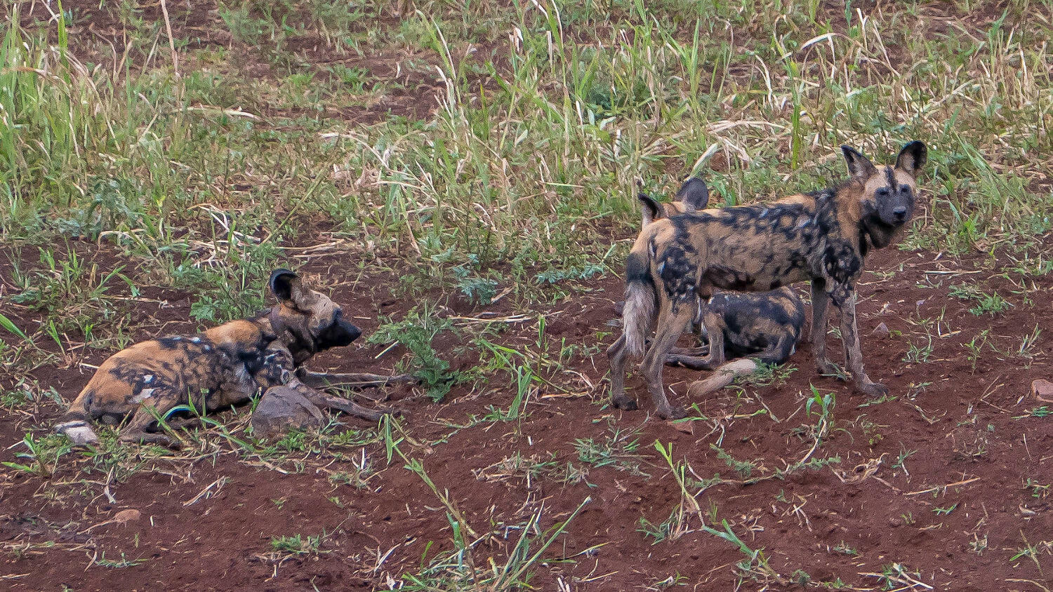 Wild dogs rest in Somkhanda Game Reserve in Mkuze, KwaZulu-Natal, South Africa.
<br>Photo by James Vonesh.