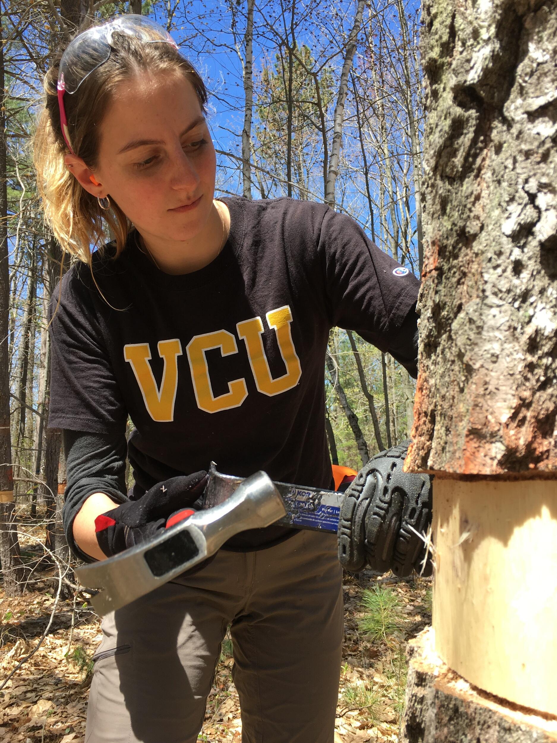 Laura Hickey, a VCU biology master's degree student, uses a pry bar to stem girdle a tree as part of the experiment. (Courtesy photo)
