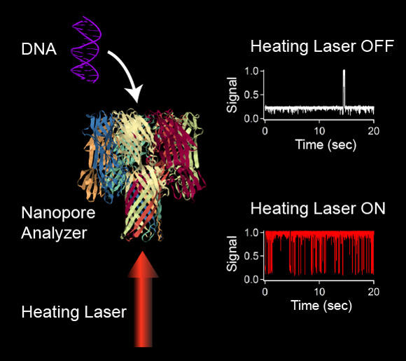 DNA molecules enter into the pore and cause the current signal to decrease.  At room temperature, double-stranded DNA molecules remain in the pore for long periods of time, which makes it difficult to analyze a DNA mixture.  Focusing a heating laser onto the nanopore speeds up the interaction of the DNA with the pore and yields a far greater number of events that can be analyzed to identify the DNA molecules in solution.  (DNA and nanopore analyzer images reproduced from the PDB: 10.2210/pdb2m2c/pdb and 10.2210/pdb7ahl/pdb respectively). 