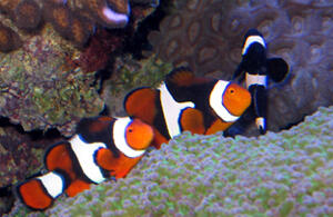 Photo by Leila Ugincius, University News Services